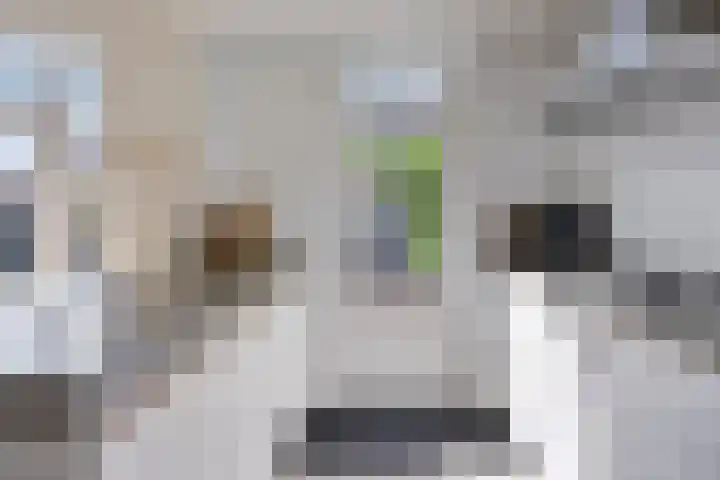 Karekiet 12 Sint Pancras thumbnail 9