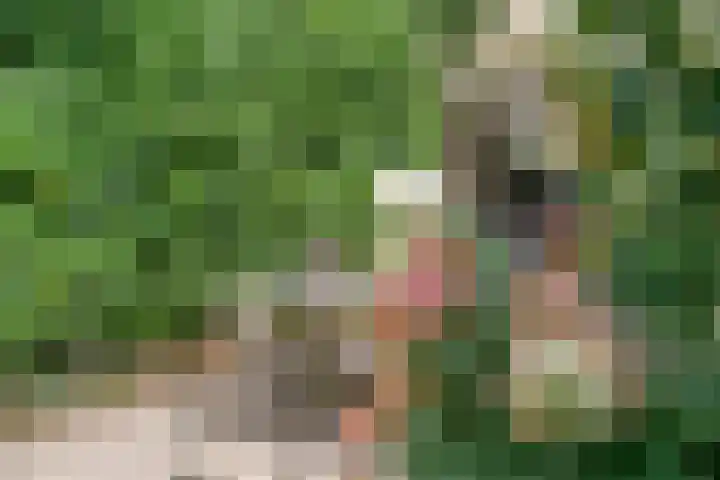 Karekiet 2 Leusden thumbnail 18