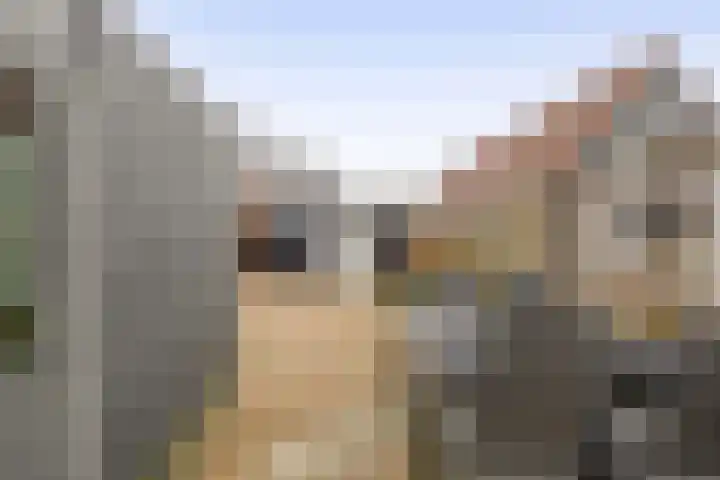 Karekiet 2 Sommelsdijk thumbnail 30