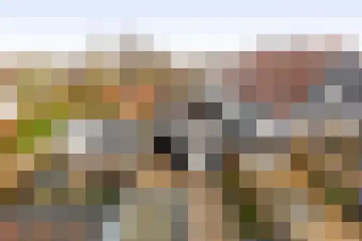 Karekiet 2 Sommelsdijk thumbnail 34