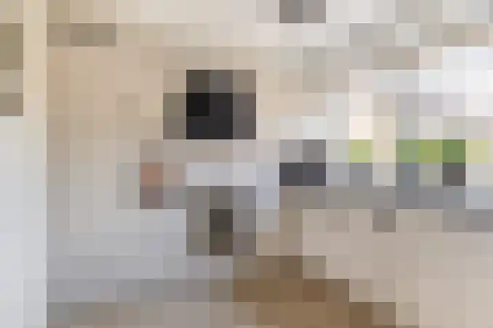 Karekiet 2 Sommelsdijk thumbnail 8