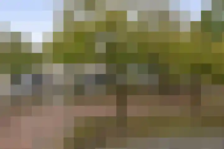 Karekiet 49 Etten-Leur thumbnail 32