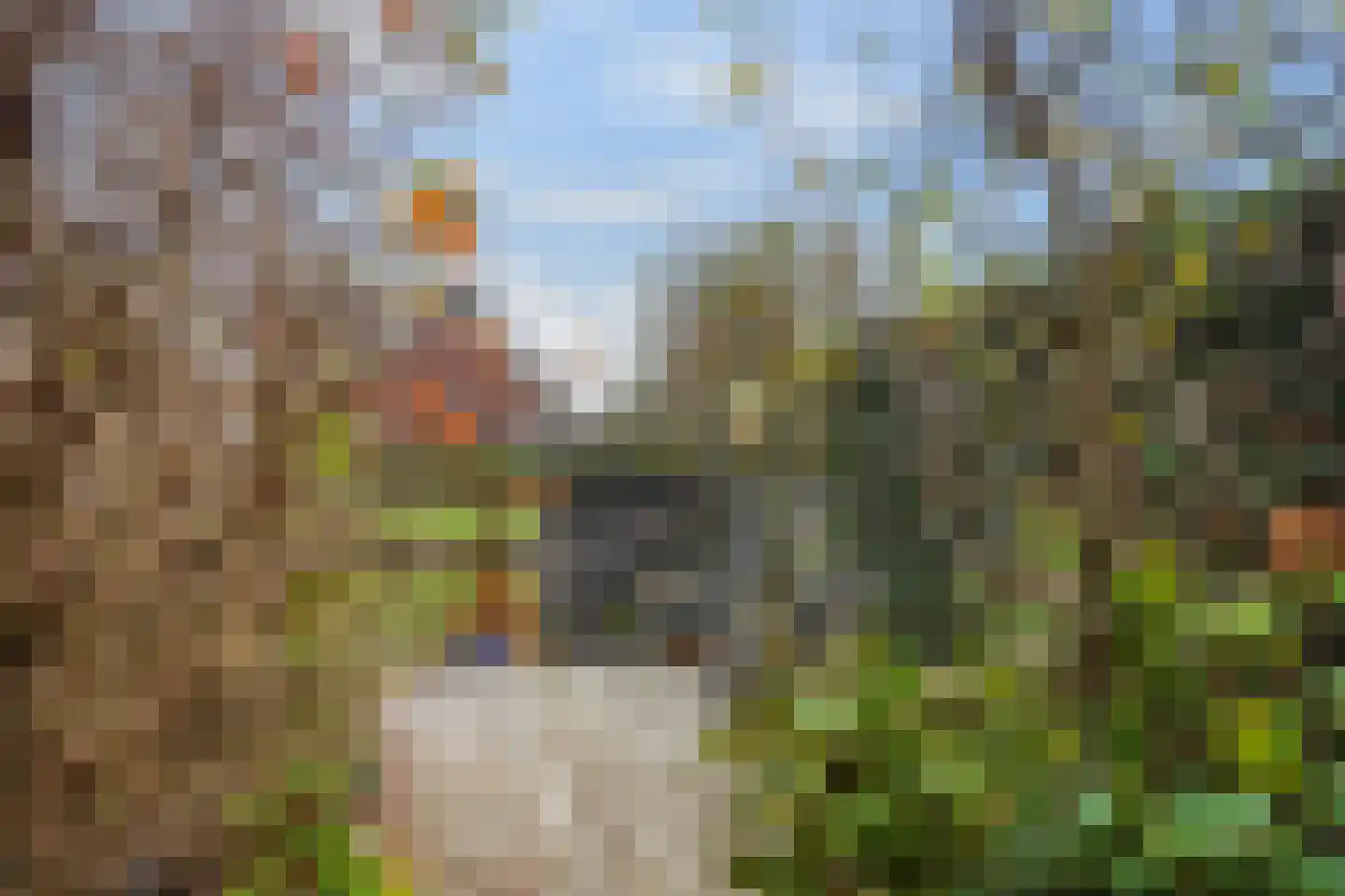 Karekiet 55 's-Gravenzande thumbnail 22