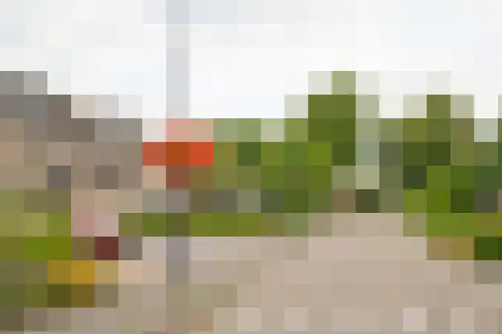 Karekiet 6 Mijdrecht thumbnail 5