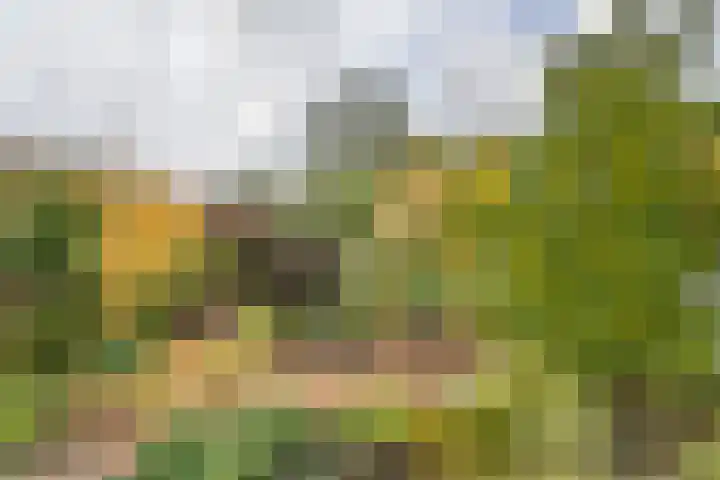 Karekietstraat 14 Schelluinen thumbnail 22