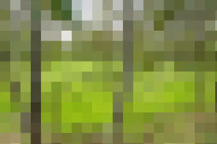 Karekietstraat 14 Schelluinen thumbnail 41