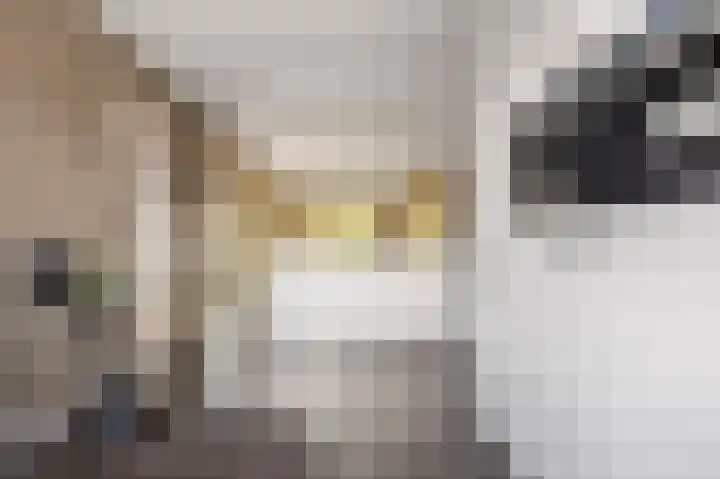 Karekietstraat 14 Schelluinen thumbnail 8