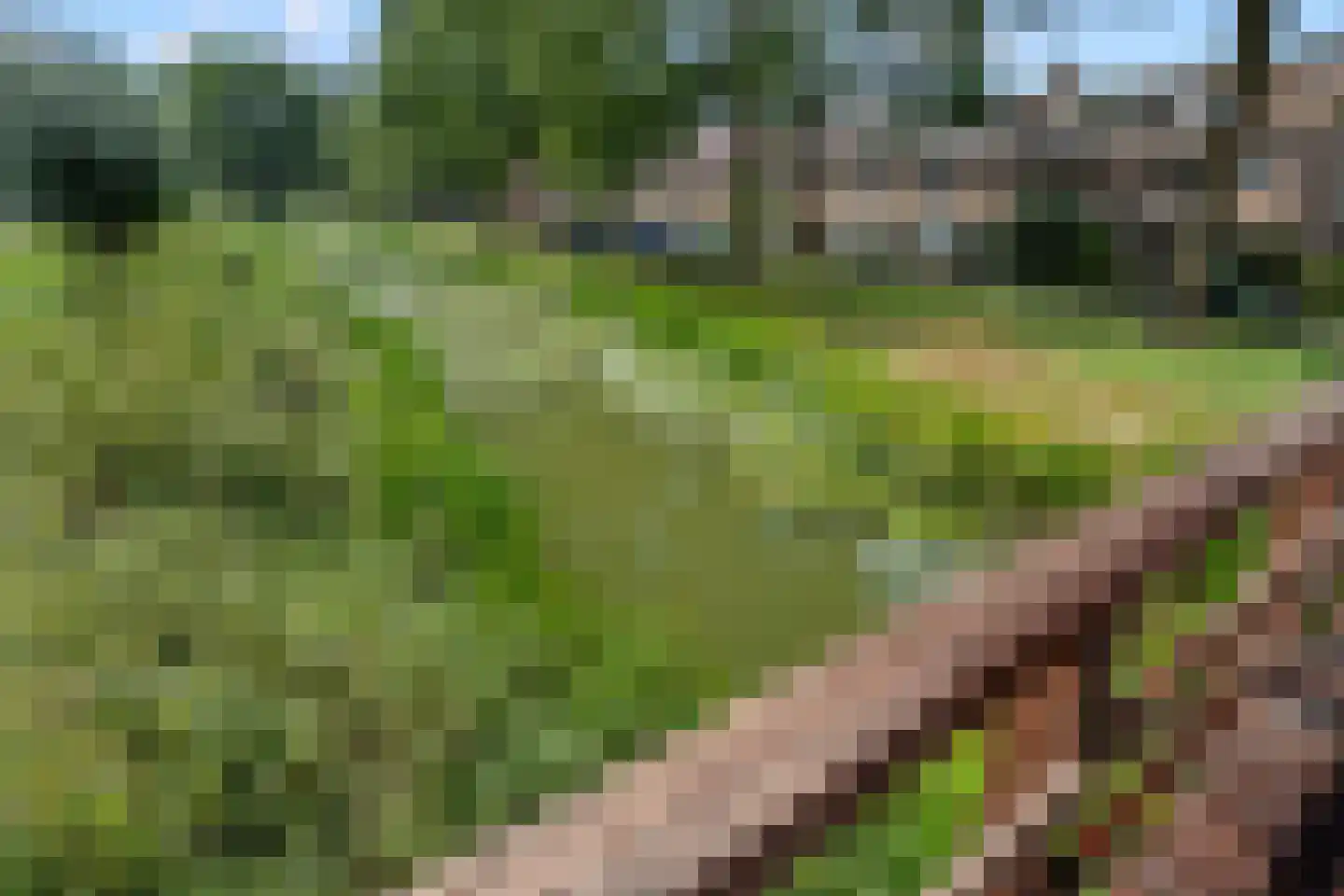 Karekietweide 9 Houten thumbnail 35