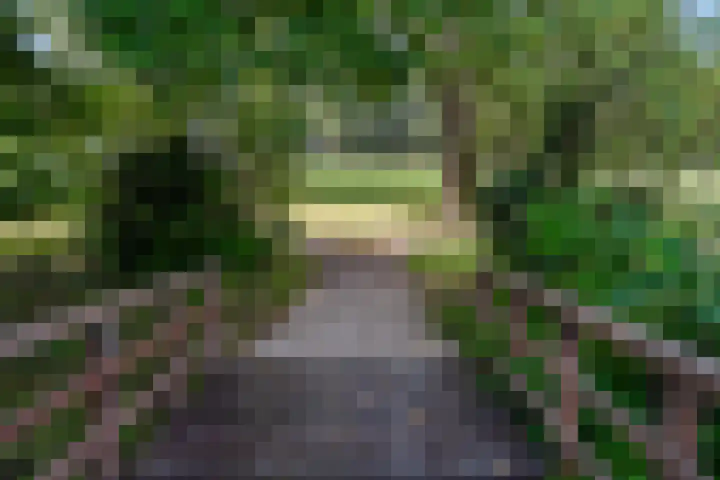 Karekietweide 9 Houten thumbnail 36