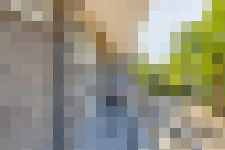 Karel de Grotelaan 293 Eindhoven thumbnail 16