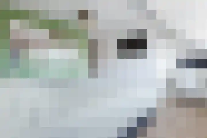 Karel de Grotelaan 78 Rijnsburg thumbnail 33
