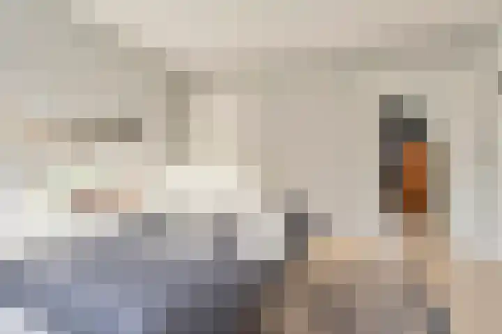 Karel de Vijfdestraat 15 's-Hertogenbosch thumbnail 29