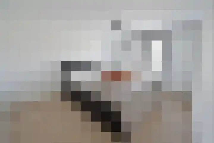 Karel Doormanlaan 13 Huizen thumbnail 11