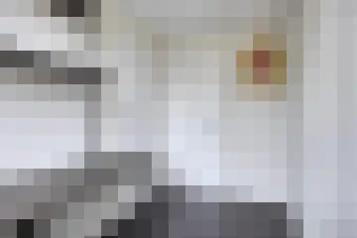 Karel V-straat 8 Oss thumbnail 27