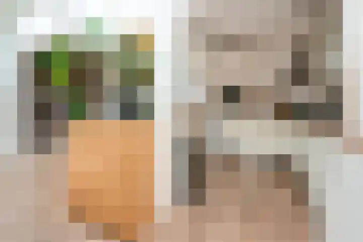 Karel van Gelrestraat 20 Lobith thumbnail 15