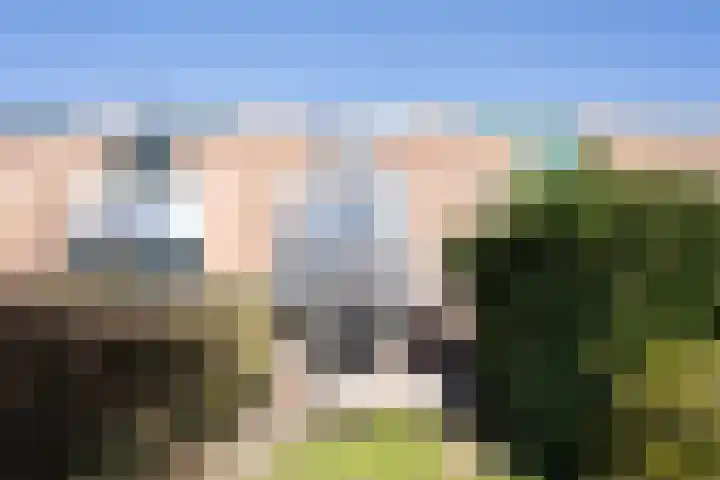 Karmozijnbes 6 Rotterdam thumbnail 21