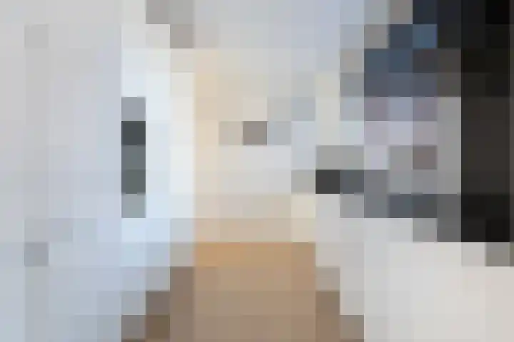 Karmozijnbes 6 Rotterdam thumbnail 4