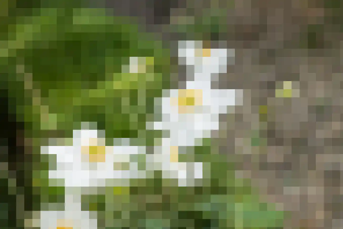 Karnemelksweg 2 Lage Vuursche thumbnail 59