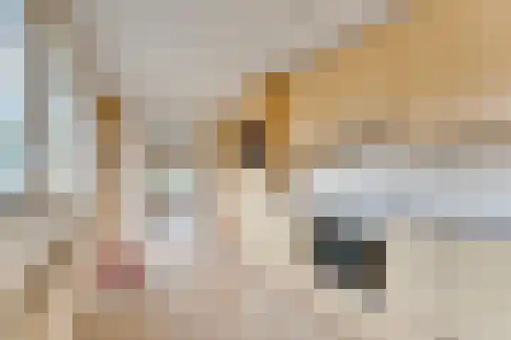 Karpaten 4 Doetinchem thumbnail 23