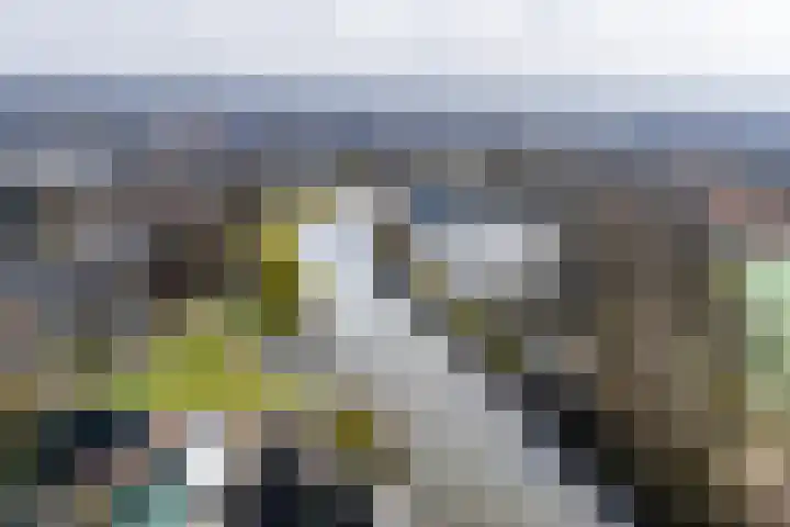 Karper 23 Doetinchem thumbnail 36