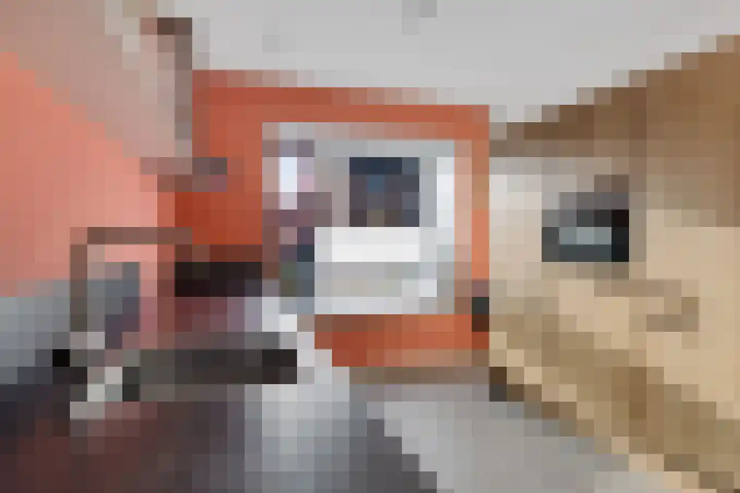 Karper 23 Schagen thumbnail 17