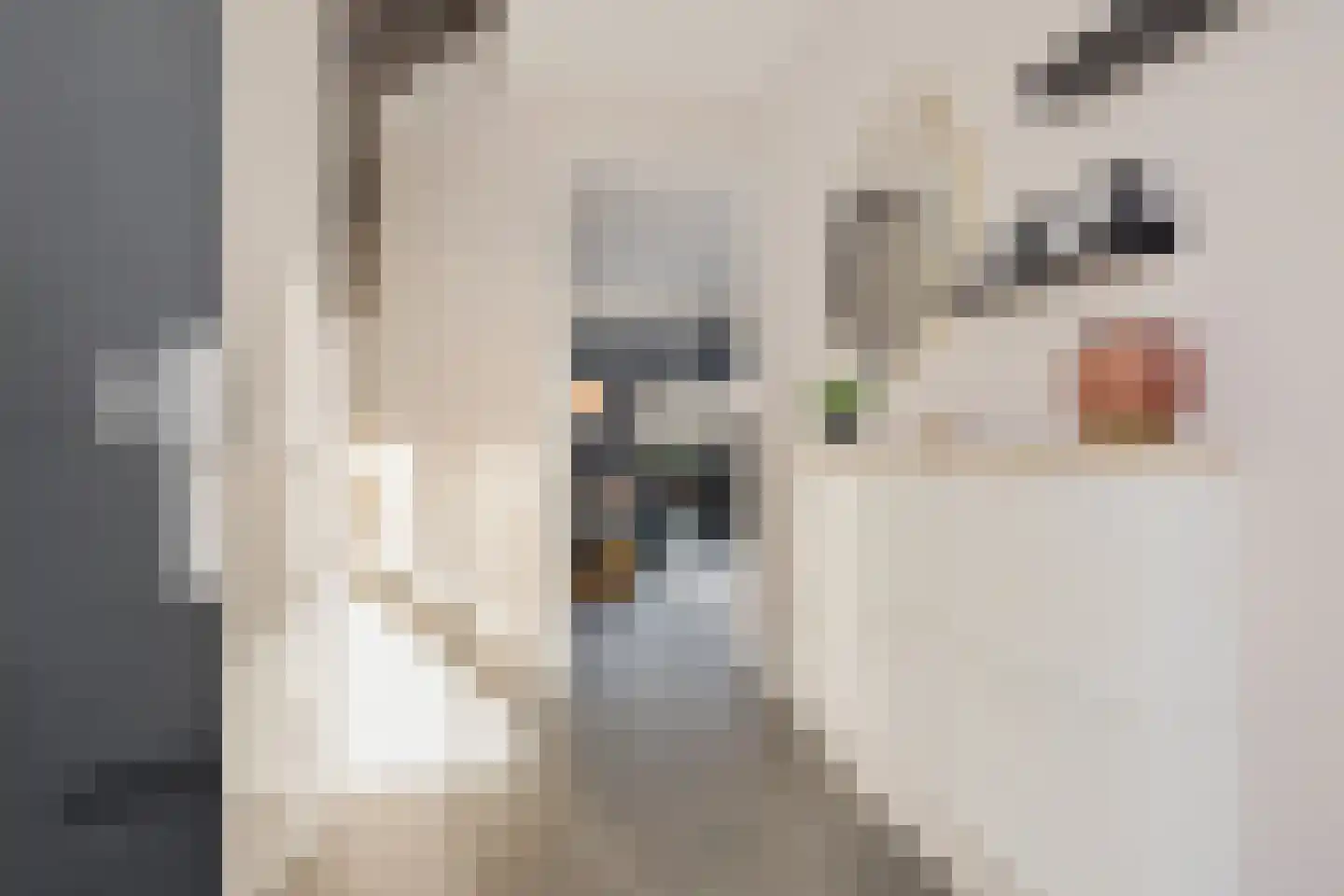 Karper 23 Schagen thumbnail 7