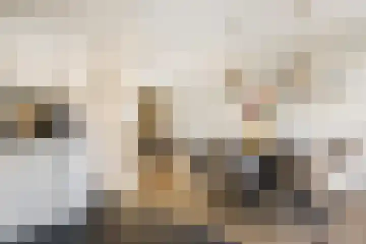 Karper 28 Hoogeveen thumbnail 13
