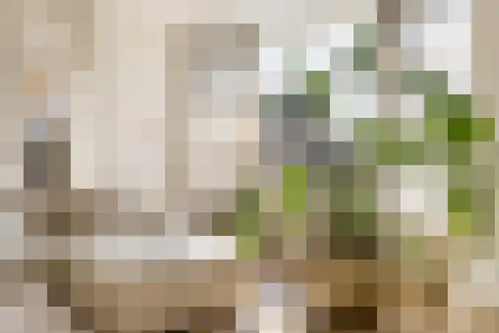 Karper 28 Hoogeveen thumbnail 8