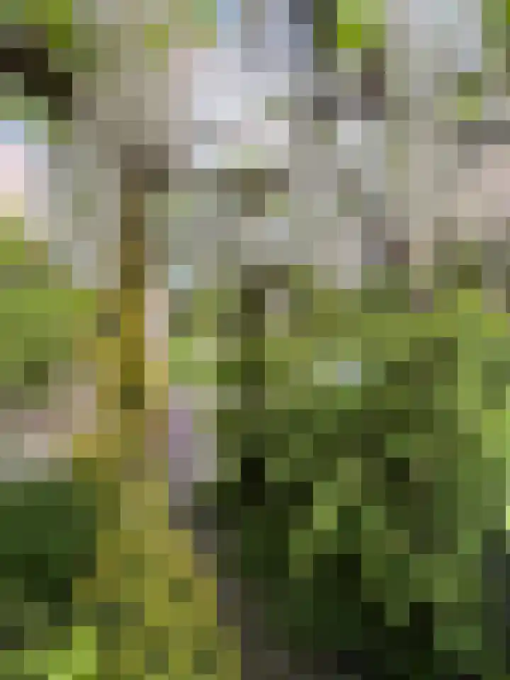 Karper 4 Alblasserdam thumbnail 5
