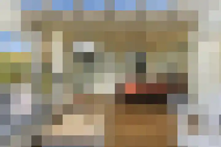 Karper 4 Alblasserdam thumbnail 51