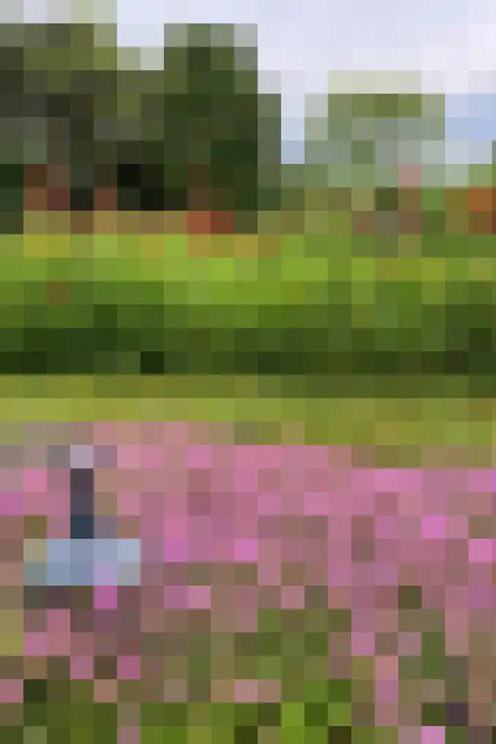 Karper 4 Alblasserdam thumbnail 6