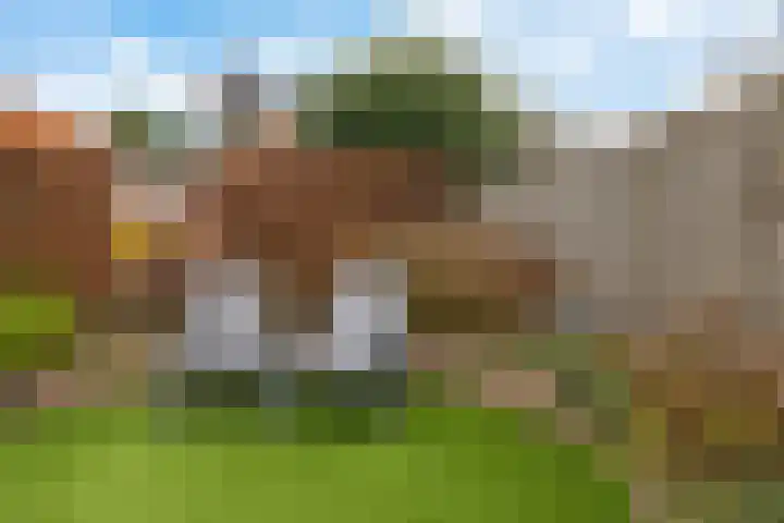 Karper 58 Hoogeveen thumbnail 42