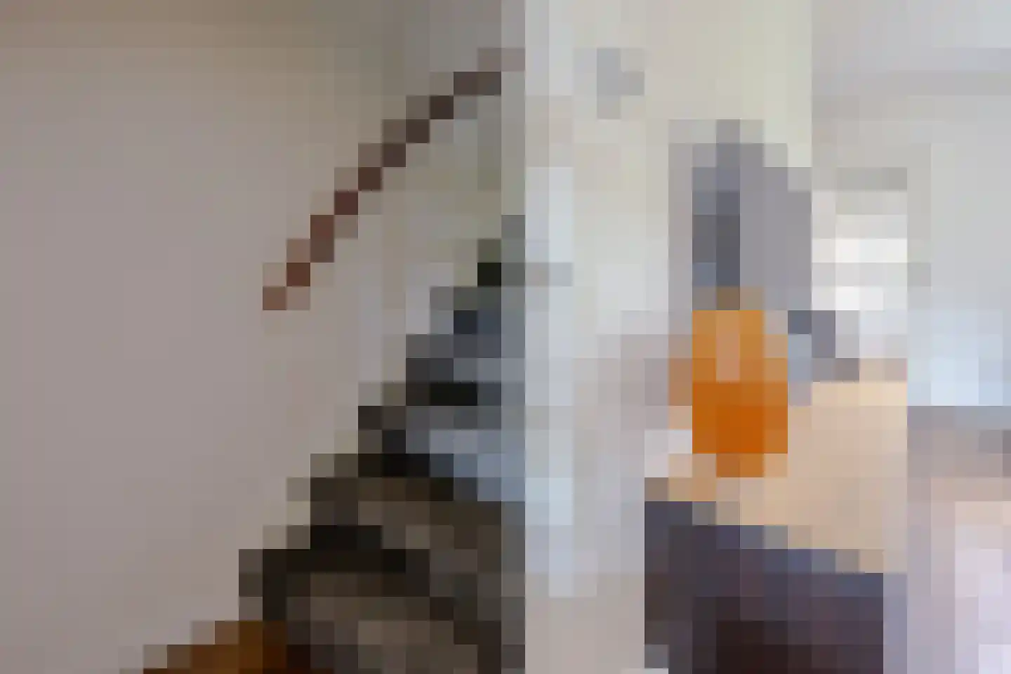 Karper 9 Leusden thumbnail 18
