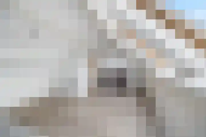 Karpersloot 24 Zoetermeer thumbnail 29