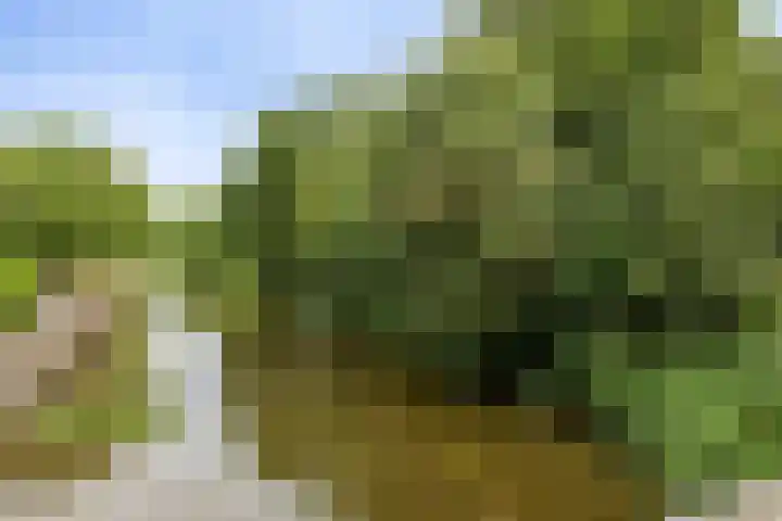 Karperveen 209 Spijkenisse thumbnail 32