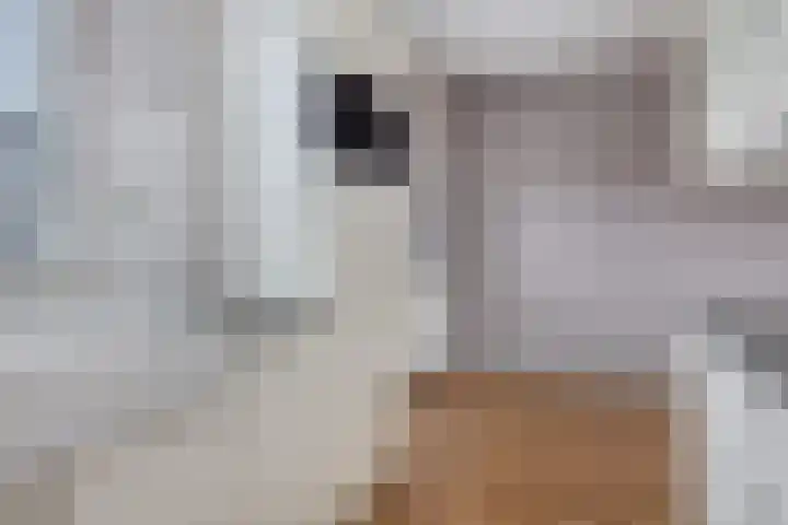 Karperveen 467 Spijkenisse thumbnail 16