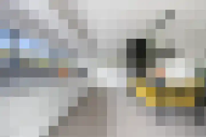 Karremansweidjes 9 Goes thumbnail 18