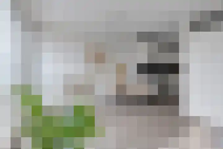 Karrengas 48 D Nijmegen thumbnail 7
