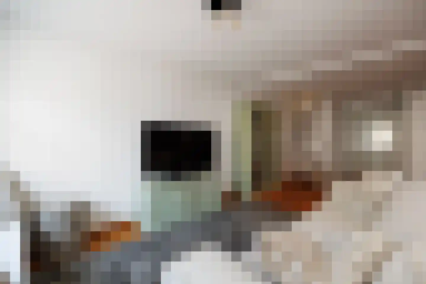 Karrenstraat 21 's-Hertogenbosch thumbnail 18