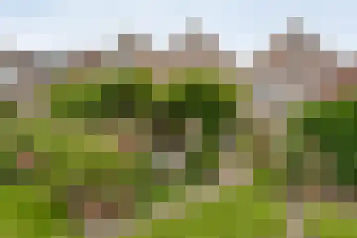 Karreweide 38 Broekland thumbnail 34