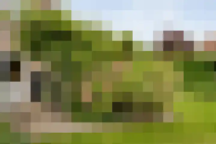 Karreweide 38 Broekland thumbnail 35