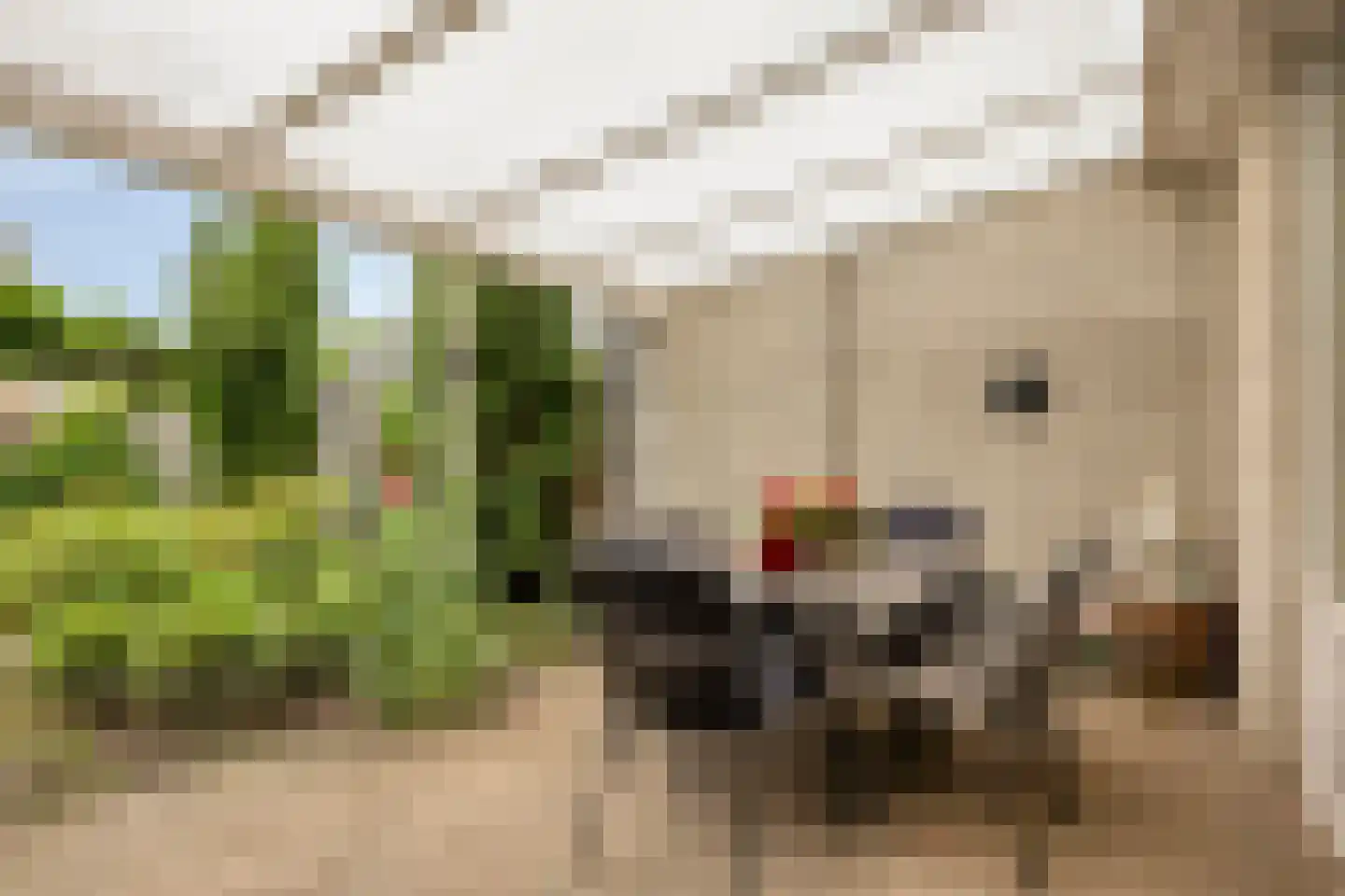 Karwijveld 22 Veghel thumbnail 39