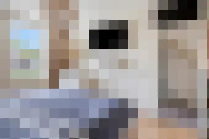 Kastanje 21 Best thumbnail 14