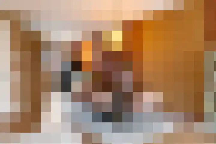 Kastanjeboleet 30 Apeldoorn thumbnail 11