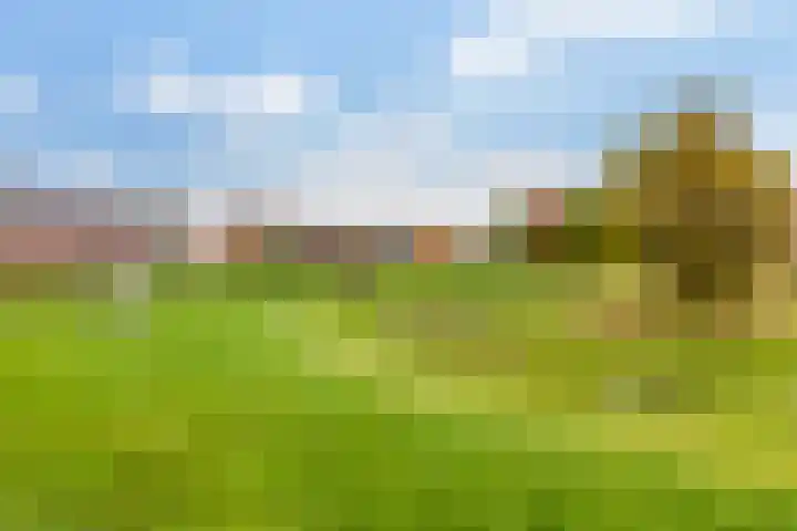 Kastanjeboleet 32 Apeldoorn thumbnail 41