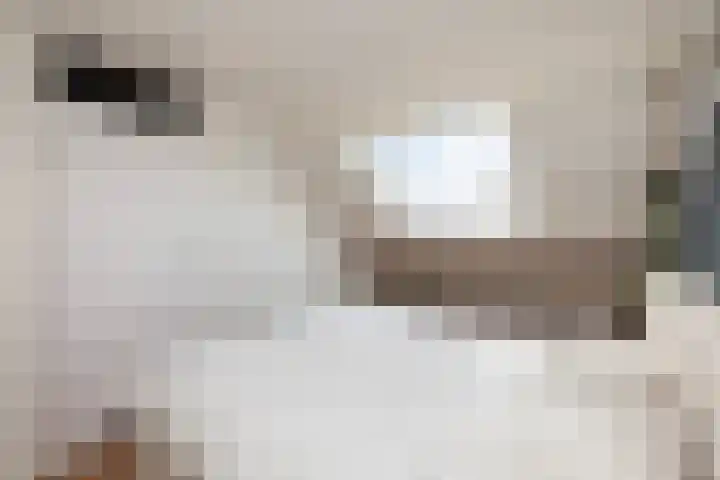 Kastanjedreef 19 Vlaardingen thumbnail 39