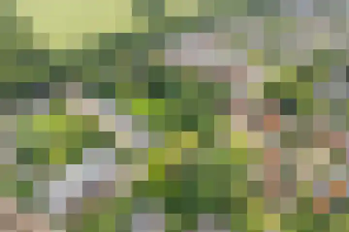 Kastanjehof 16 Velp thumbnail 8
