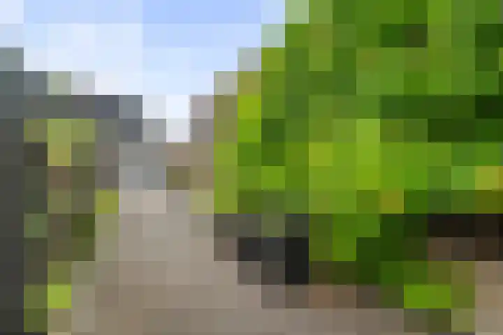 Kastanjehout 1 Julianadorp thumbnail 26