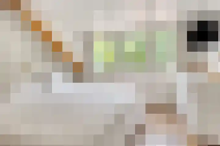 Kastanjelaan 1 Alkmaar thumbnail 31
