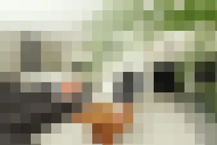 Kastanjelaan 16 c Ridderkerk thumbnail 17